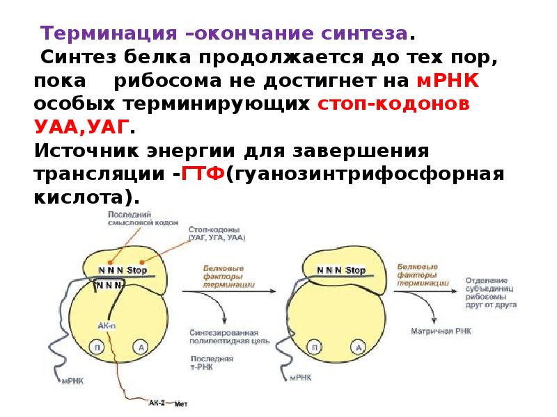 Нуклеиновые кислоты рибосом