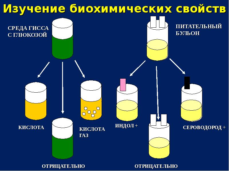 Микрофлора полости рта презентация