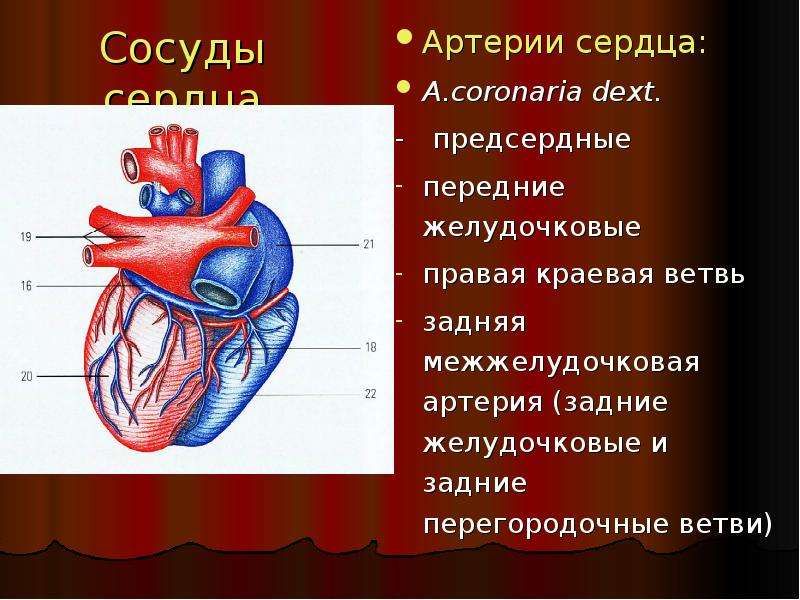 Артериальное сердце