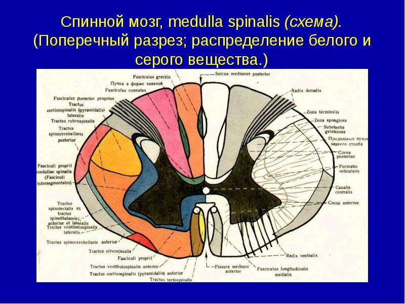 Поперечный срез спинного мозга схема