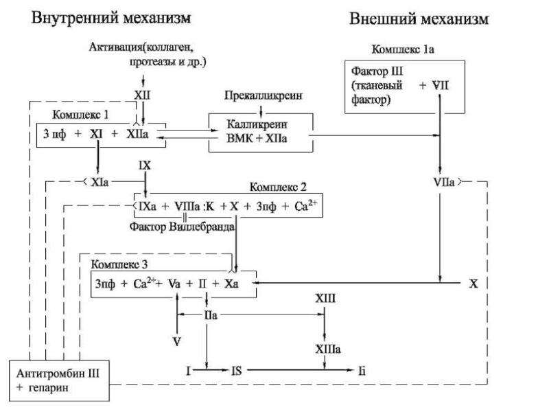 Схема гемостаза у детей