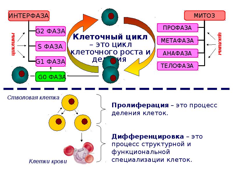 Интерфаза это. Интерфаза клеточного цикла процессы. Интерфаза характеристика процессов. Интерфаза клетки процессы. Интерфаза сущность процесса.