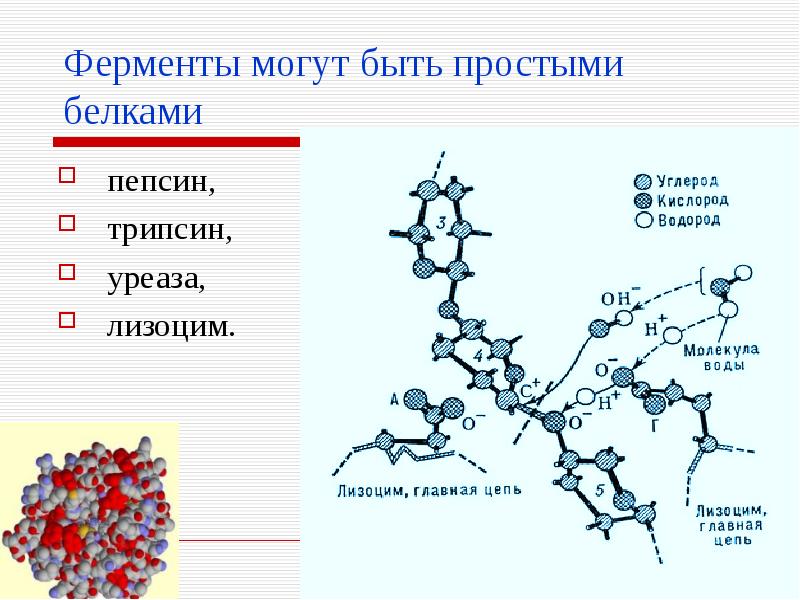 Фермент пепсин структура. Химическое строение пепсина. Пепсин аминокислотный состав.