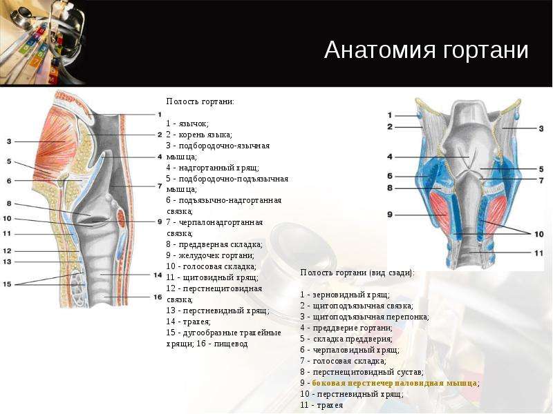 Полость гортани. Внутреннее строение гортани анатомия. Гортань анатомия строение атлас. Гортань анатомия медунивер. Связки гортани анатомия таблица.