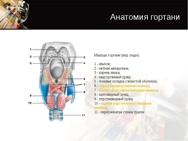 Грушевидный синус гортани анатомия фото