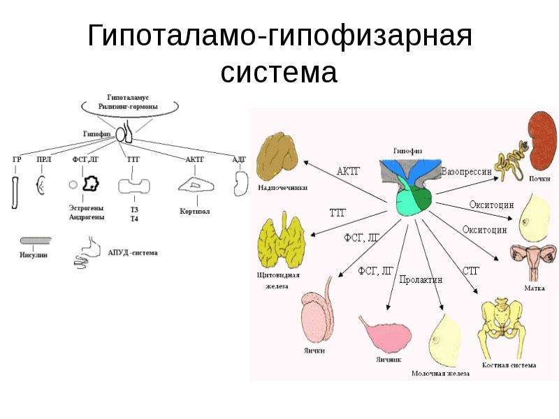 Гипоталамо гипофизарная связь схема