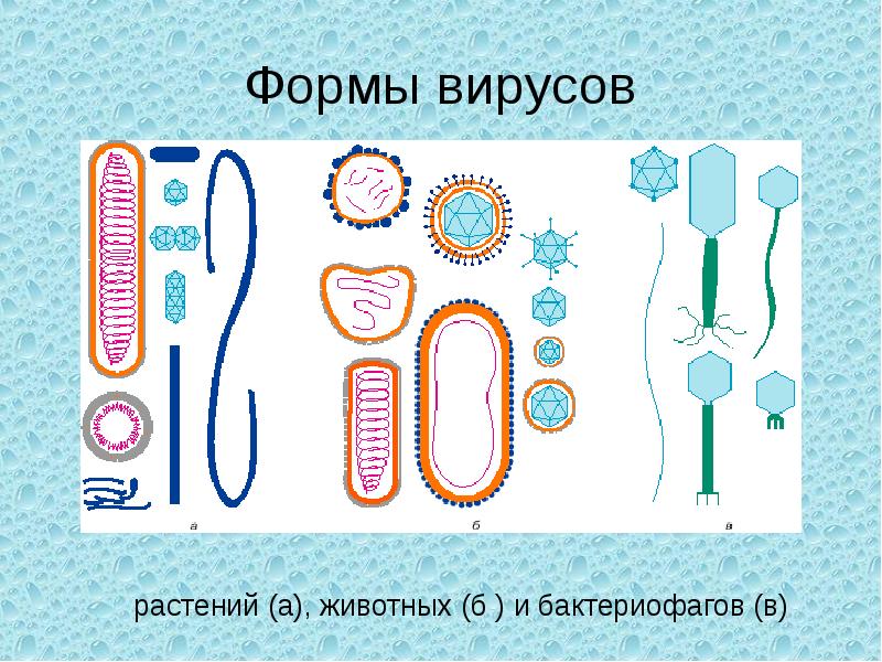 Формы вирусов