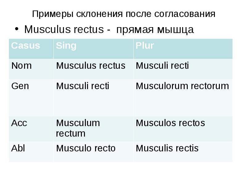 Примеры склонения после согласования Musculus rectus - прямая мышца