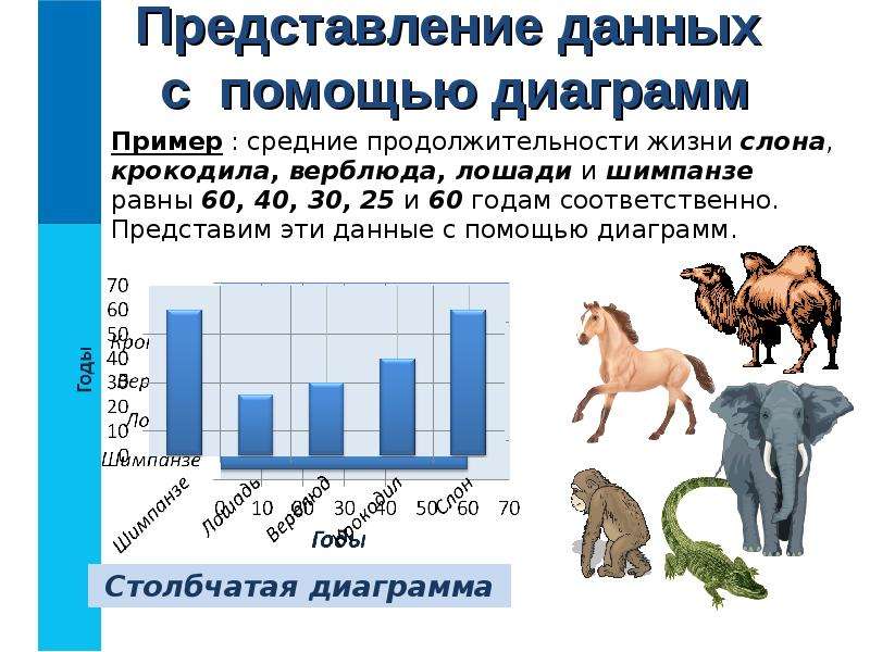 Сколько живут лошади. Продолжительность жизни лошади. Средняя Продолжительность жизни лошади. Средние продолжительности жизни слона крокодила. Срок жизни лошади средний.