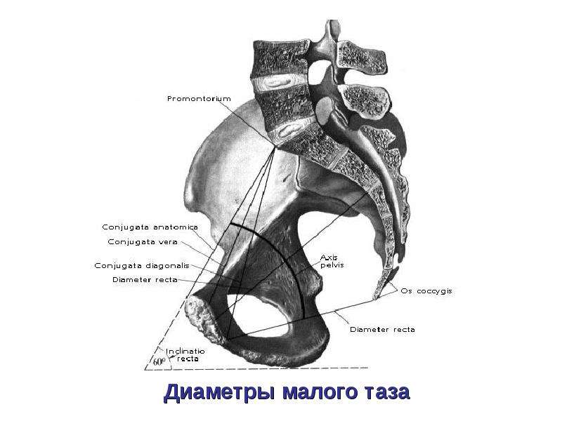 Анатомия женских органов малого таза картинка