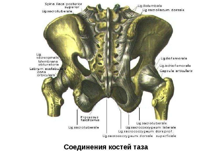 Органы малого таза у мужчин анатомия фото с названиями