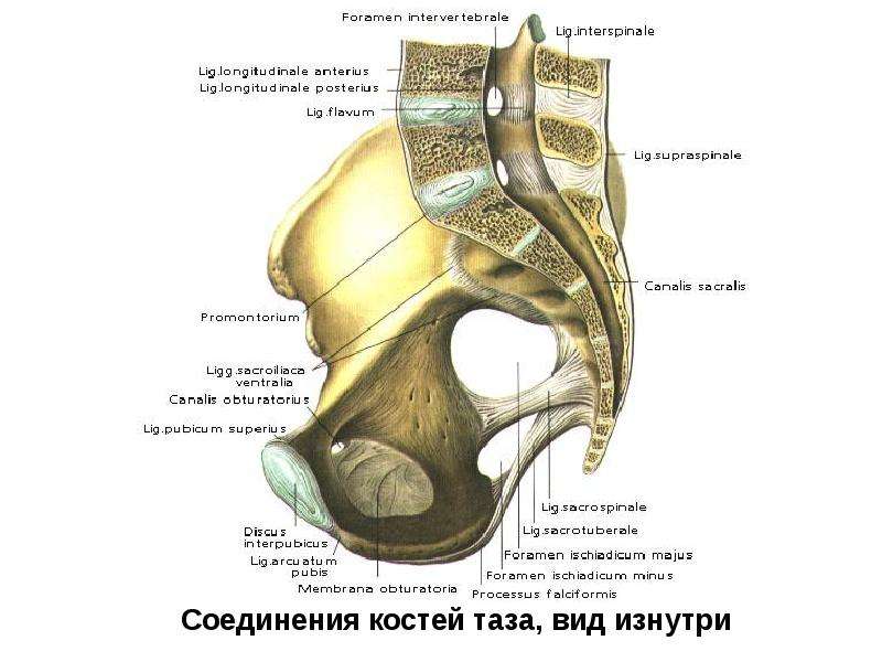 Хирургическая анатомия суставов