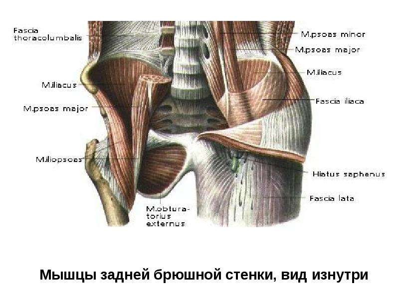 Органы малого таза у мужчин анатомия фото с названиями