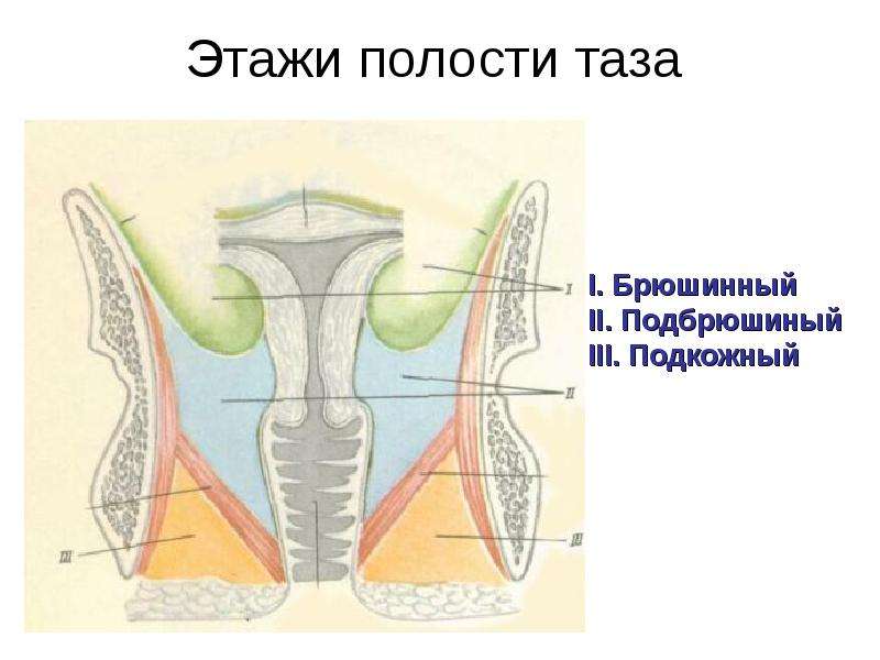 Этажи малого таза