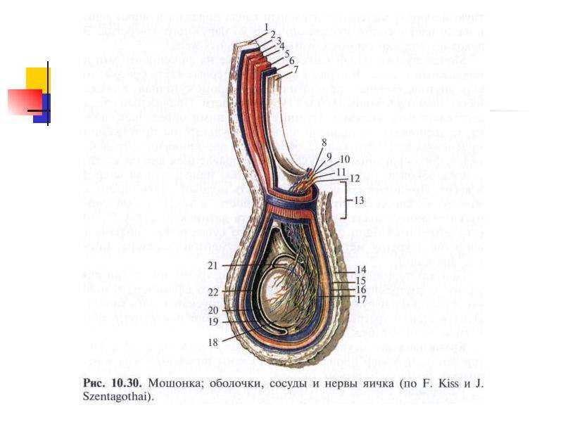 Органы малого таза у мужчин анатомия фото с названиями