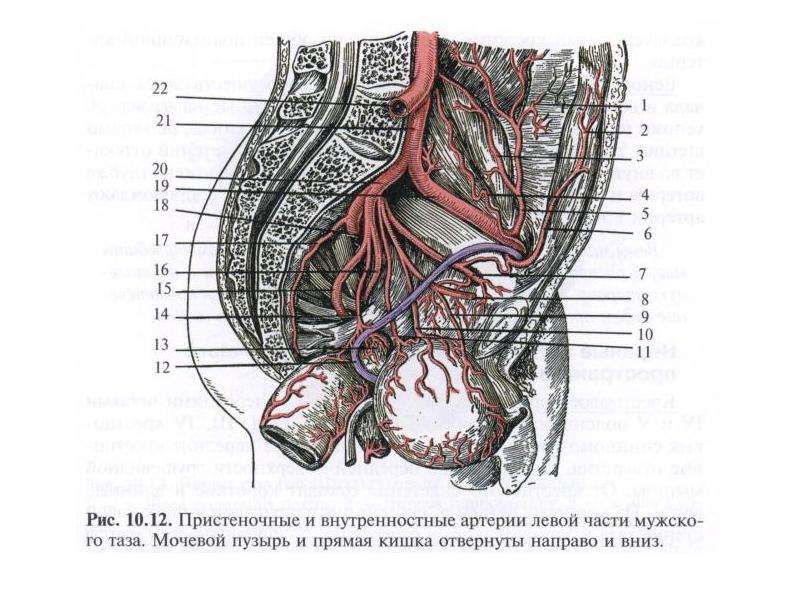 Анатомия малого таза презентация