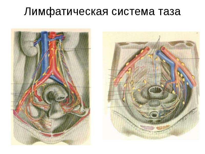 Анатомия малого таза женщины фото