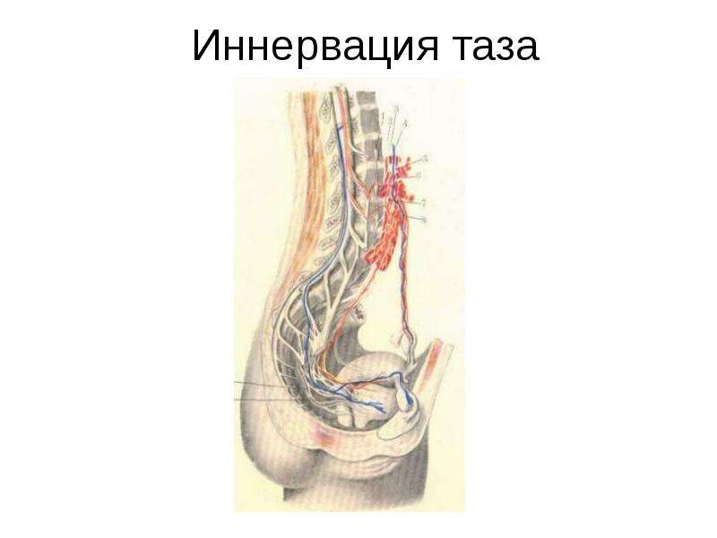 Топографическая анатомия малого таза презентация