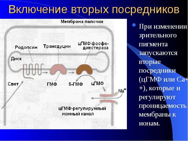 Включи второе. Вторые посредники. Вторичный посредник при восприятии зрительных сигналов\ ЦГМФ. Константа зрительного пигмента. Реакция второй посредник ц ГМФ.