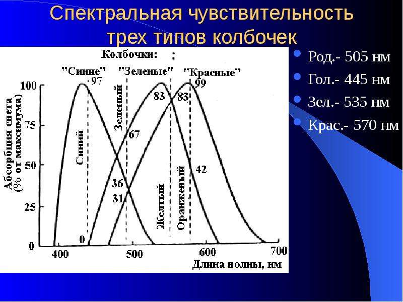 Спектральная чувствительность. Спектральная чувствительность колбочек. Спектральная чувствительность различных типов колбочек. Спектральная чувствительность трёх типов колбочек.