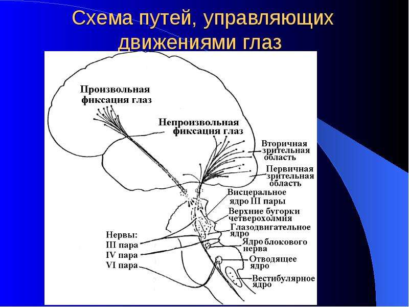 Управляемый путь. Произвольные движения глаз. Глазной нерв схема. Движения глаз для презентации. Фиксационные движения глаз.