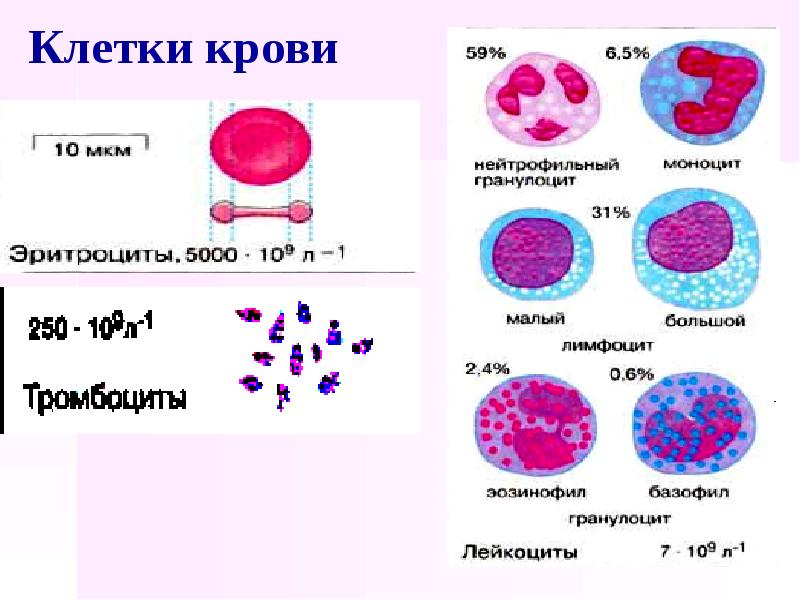Деление клеток крови. Белковые кровяные клетки. Классификация клеток крови. Как выглядят клетки крови. Размеры клеток крови человека.