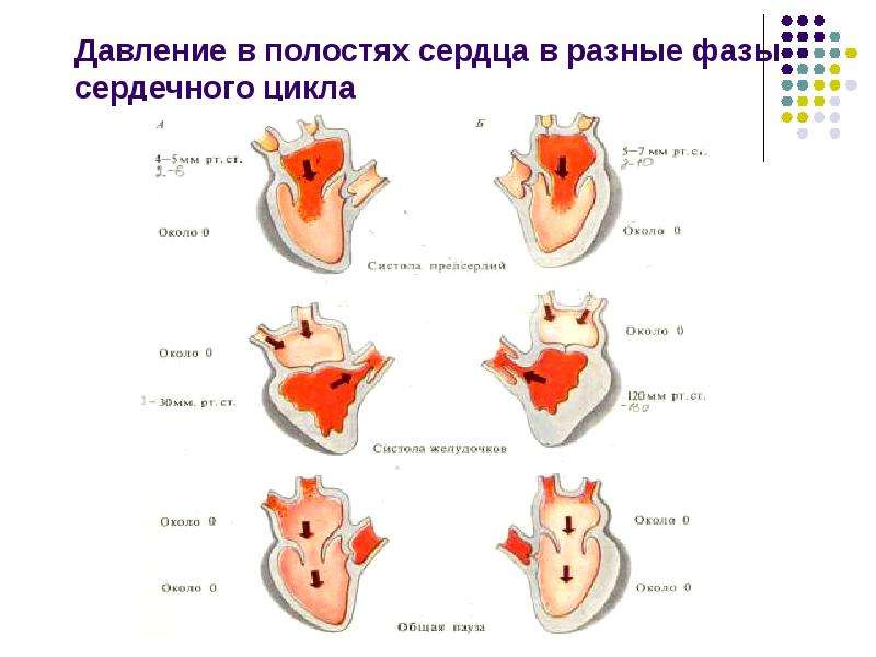 Полости сердца