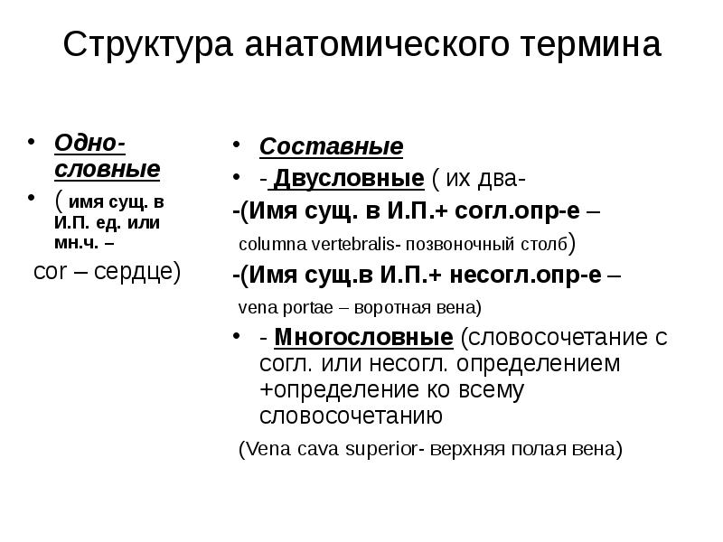 Анатомические термины