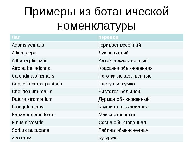 Греческие терминоэлементы. Ботаническая номенклатура растений. Ботаническая номенклатура в латинском языке. Примеры ботаники. Латынь в ботанике.