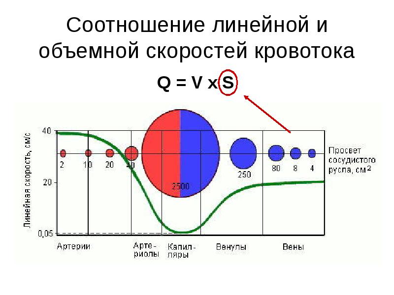 Линейная скорость кровотока больше. Соотношение объемной и линейной скорости кровотока. Объемная скорость кровотока график.