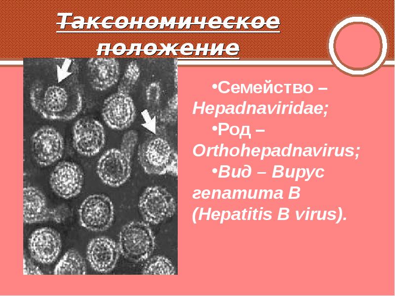 Гепатит в 10 2. Таксономическое положение вирусов гепатита. Hepadnaviridae род. Гепатит е таксономическое положение. Orthohepadnavirus виды.