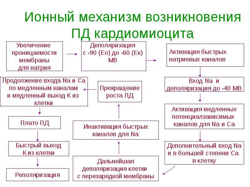 Ионный механизм. Ионные механизмы возникновения. Механизм возникновения Пд. Деполяризация ионный механизм. Ионные механизмы возникновения Пд кардиомиоцитов.