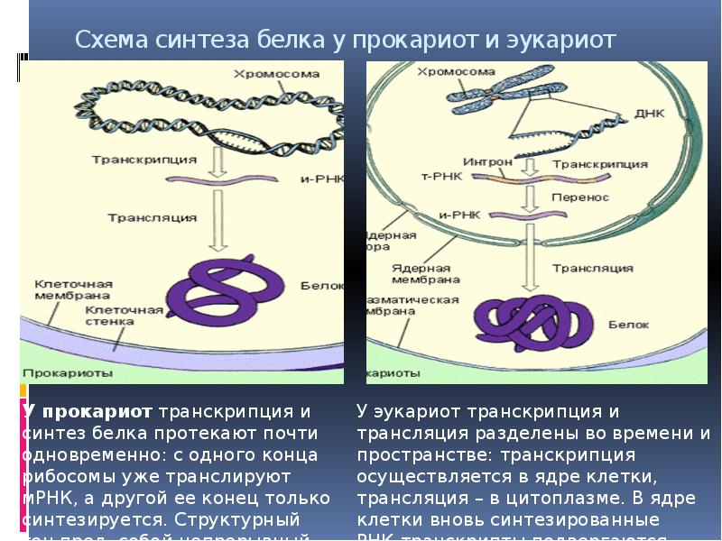 Этапы синтеза белка эукариот