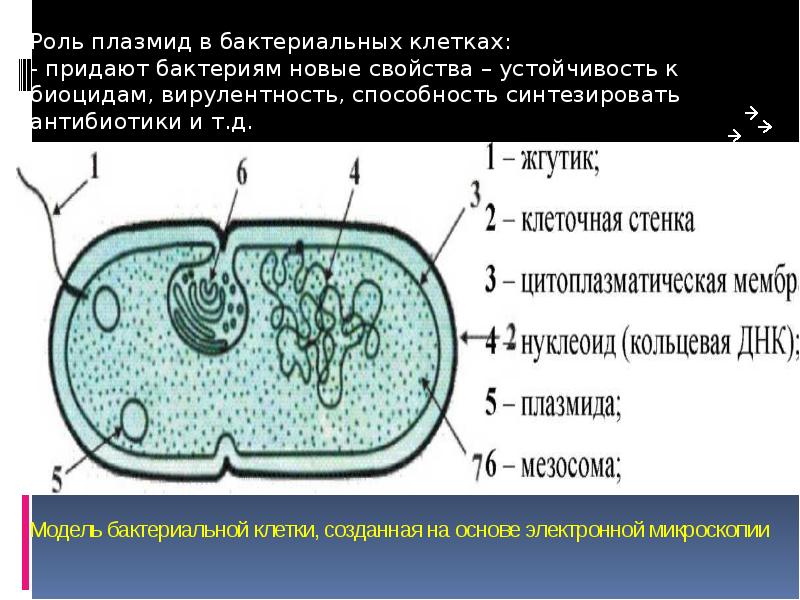 Схема синтезирующие бактерии