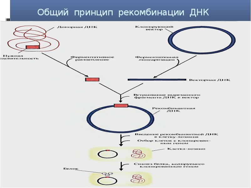 Рекомбинация днк схема