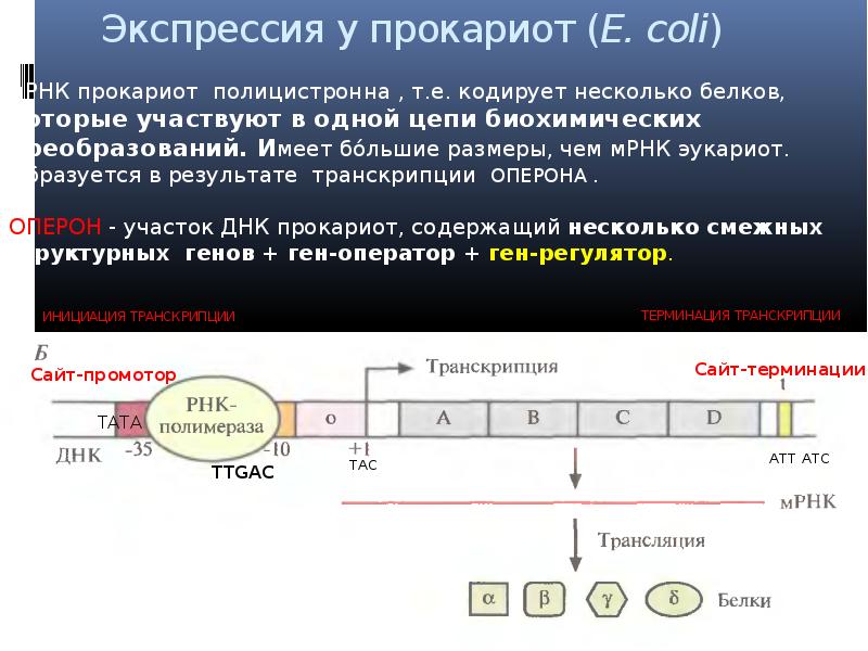 Схема регуляции синтеза белка у прокариот