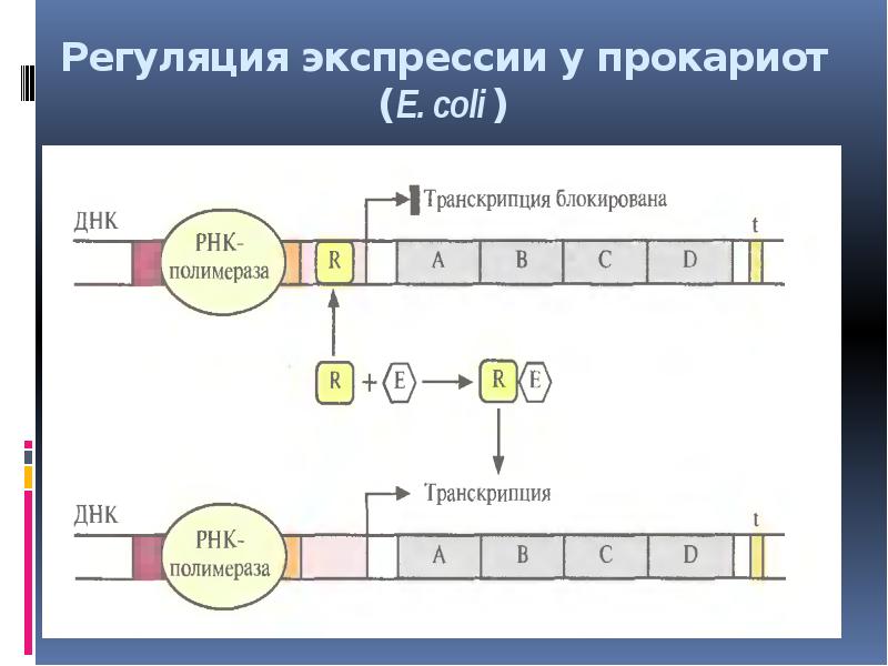 Регуляция синтеза белка у эукариот