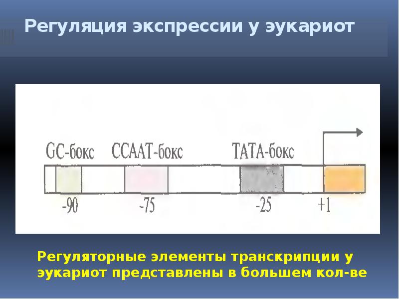 Регуляция синтеза белка у эукариот