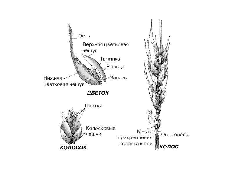 Рисунок схема зернового растения 2 класс