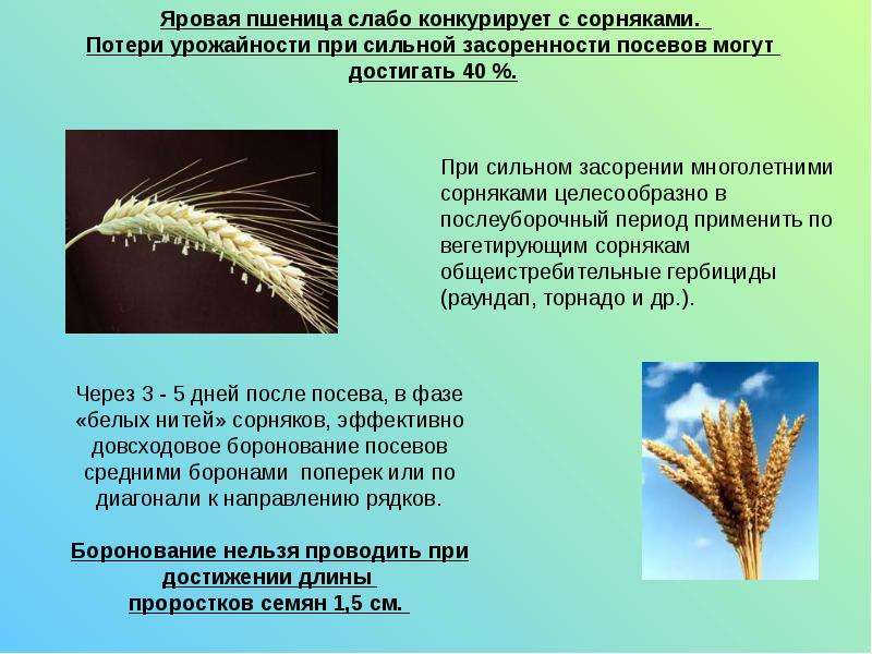 Используя информационные ресурсы подготовьте презентацию проекта