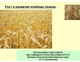 Рост и развитие хлебных злаков