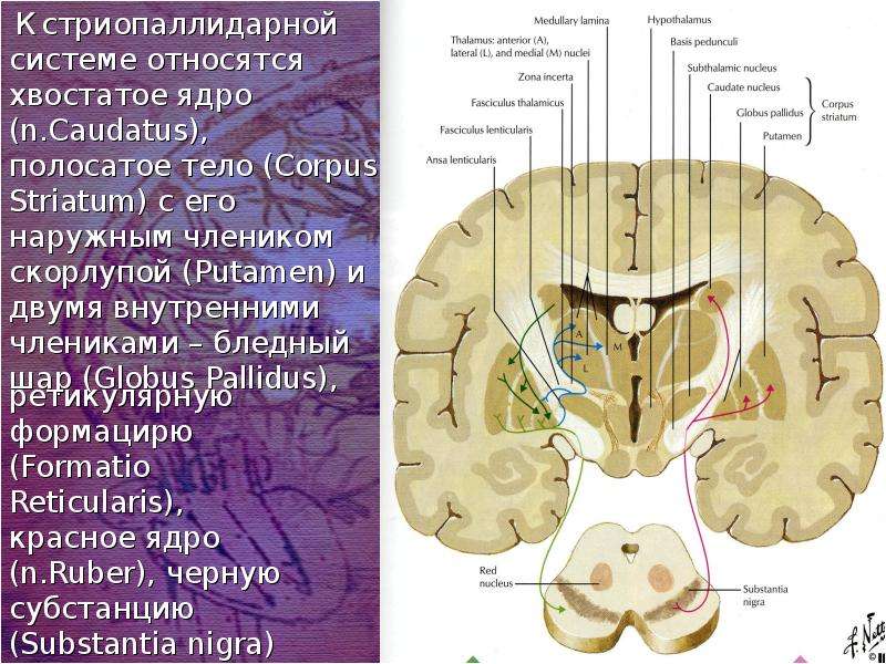 Схема стриопаллидарной системы