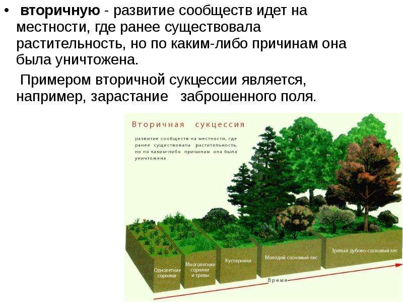 Что является примером естественной смены развития сообщества. Зарастание заброшенного поля сукцессия. Развитие сообщества. Качественная ступень в развитии сукцессии. Сукцессия после вырубки леса является примером вторичной сукцессии.