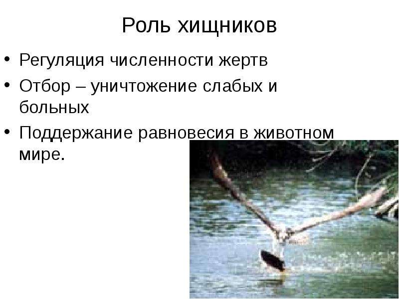 Пожалевшая о малом количестве жертв. Роль хищников в природе. Сообщение «роль хищников в природе». Роль хищников в жизни человека.