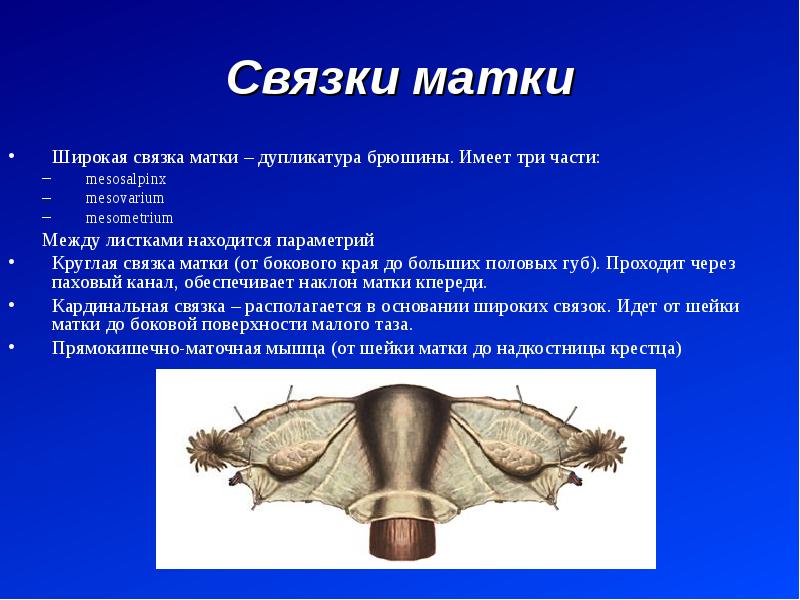 Анатомия и физиология женских половых органов презентация