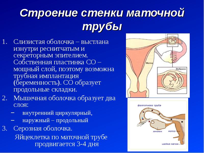 Анатомия женских органов гинекология в картинках для женщин