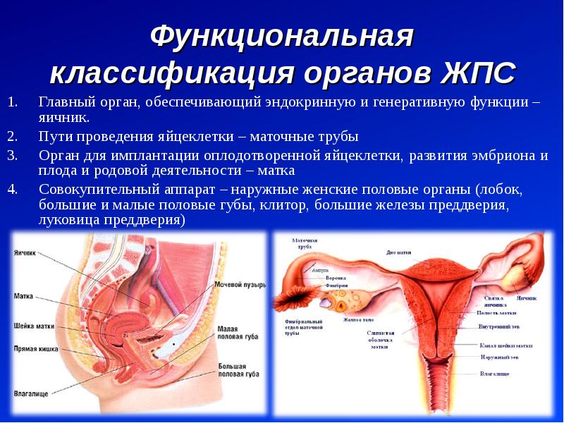 Схема женской половой сферы