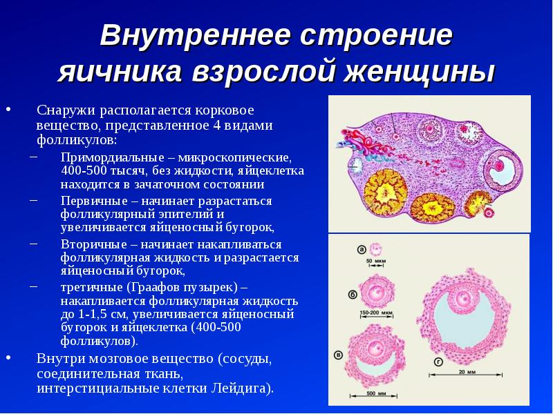 Строение женских гениталий фото