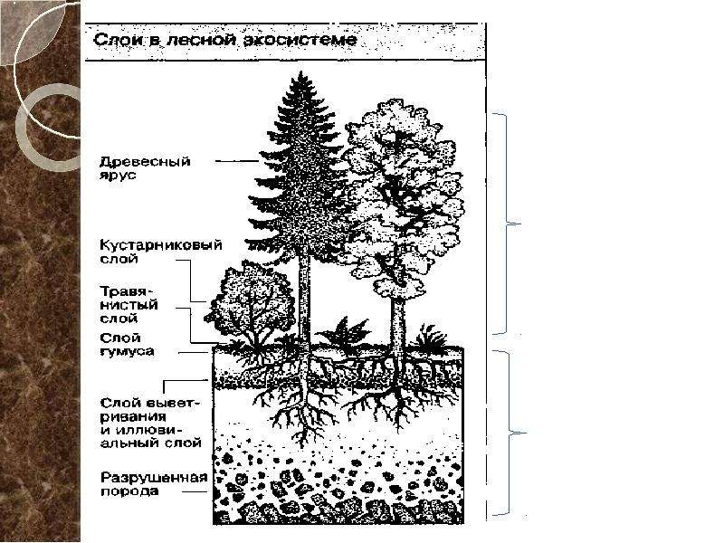 Закончите схему виды ярусности