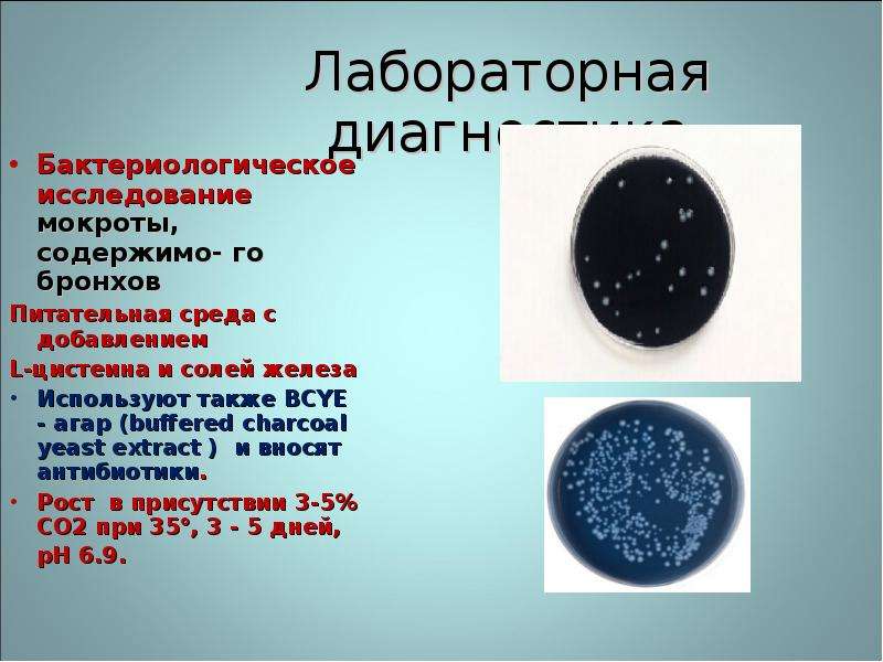 Презентация бактериологическое исследование мокроты